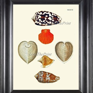 Seashell Print KN18 Wall Art Beautiful Antique Sea Ocean Shell Nautical Tropical Coastal Marine Caribbean Beach Cottage Home Decor to Frame