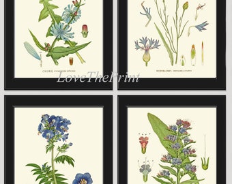 Blue Flower Prints Set of 4 Beautiful Antique Chicory Cornflower Bachelor's Button Jacob'e Ladder Country Rustic Home Room Decor Unframed CH