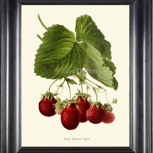 Botanical Print IH859 Beautiful Antique Vintage Strawberry Strawberries Red Berry Kitchen Dining Room Illustration Wall Art Decor to Frame