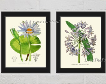 Blue Flowers Botanical Wall Art Print Set of 2 Prints Beautiful Antique Tropical Agapanthus Water Lily Plant Home Room Decor to Frame AF