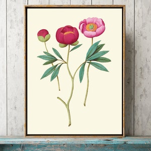 Peonies Wall Art Print ABD44 Beautiful Antique Pink Red Cute Pretty Flowers Bedroom Office Dining Room Kitchen Home Room Decor to Frame