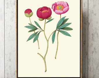 Peonías pared arte impresión ABD44 hermoso rosa antiguo lindo bonito bonitos flores dormitorio oficina comedor cocina sala de decoración para marco