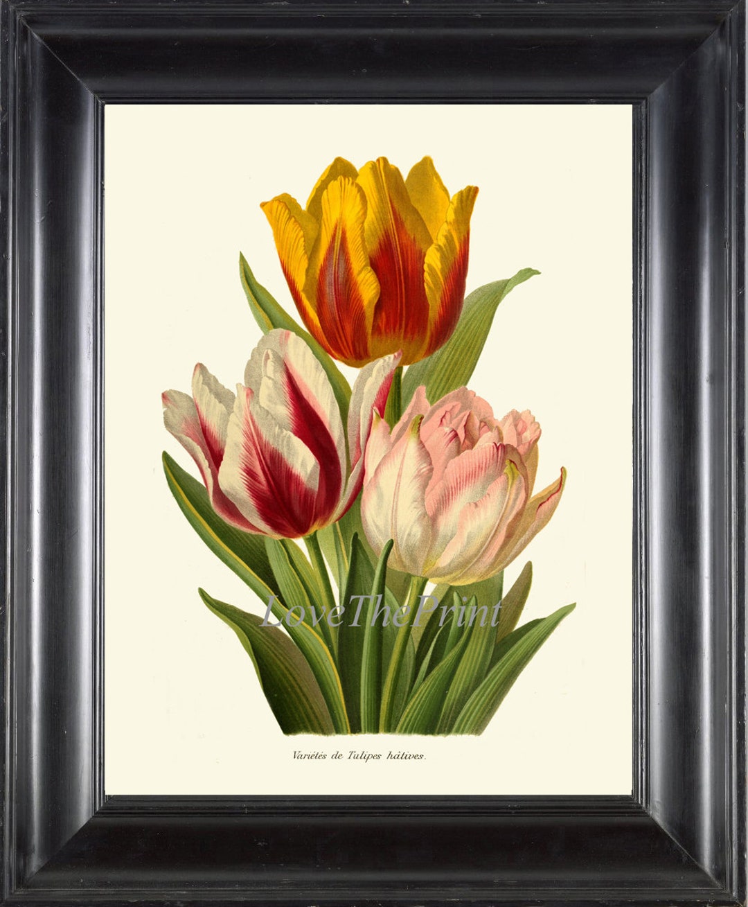 Botanical Wall Art Print IH869 Beautiful Antique Tulips Tulip