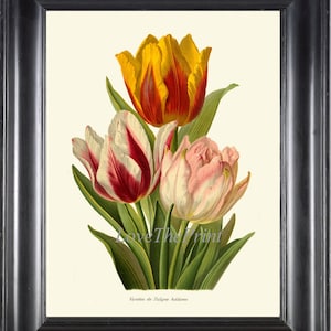 Botanical Wall Art Print IH869 Beautiful Antique Tulips Tulip Garden Plant Flowers White Pink Yellow Green Nature Home Decor to Frame IH