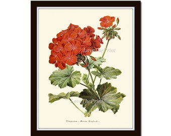 Red Geranium Botanical Wall Art Print IH603 Beautiful Antique Flower Green Garden Plant Nature Home Room Wall Art Decor Decoration to Frame