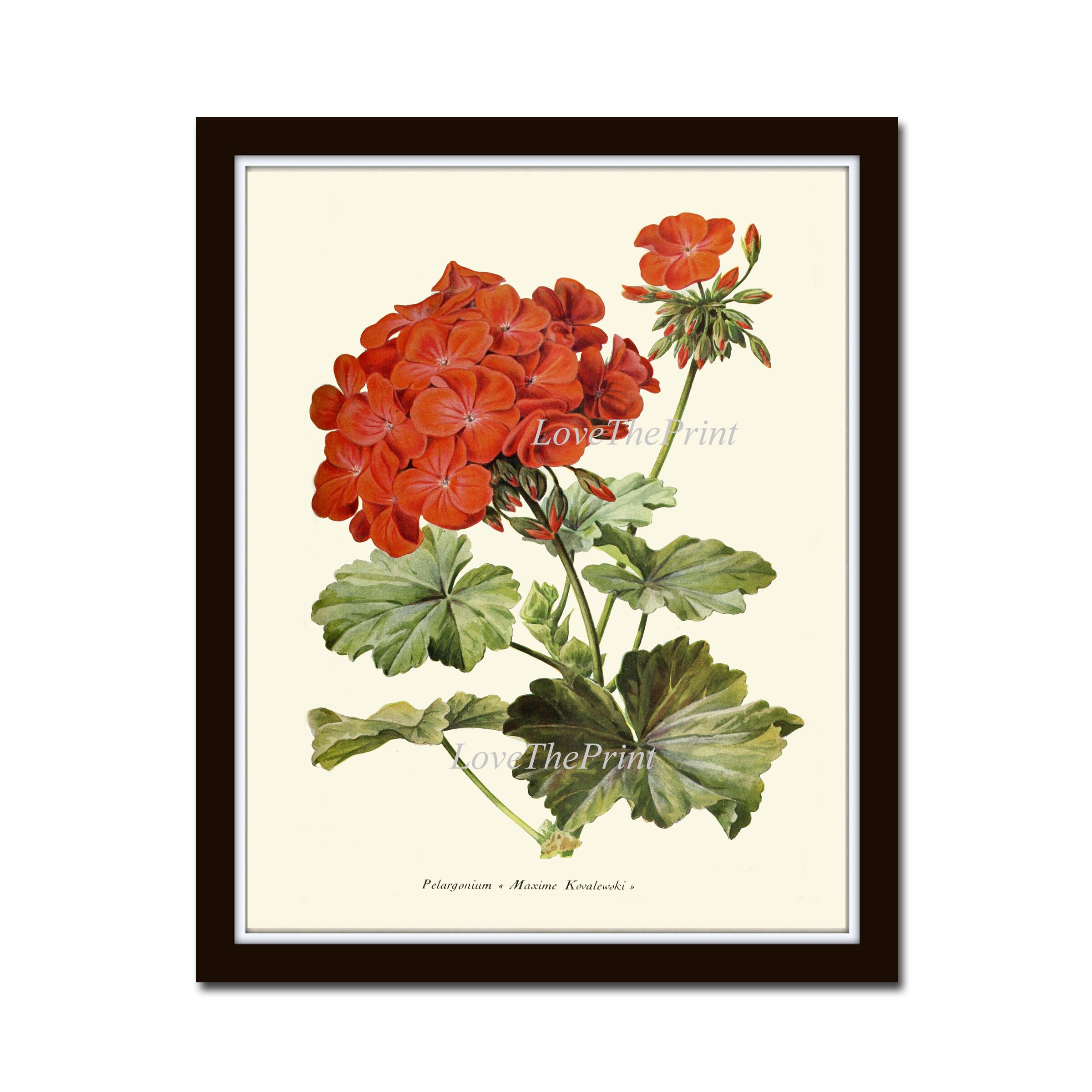 Red Geranium Botanical Wall Art Print IH603 Beautiful Antique