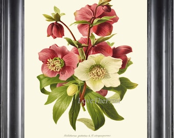 Christmas Rose Botanical Wall Art Print IH903 Beautiful Antique Helleborus Pink Maroon Burgundy Flowers Home Decor Decoration to Frame IH