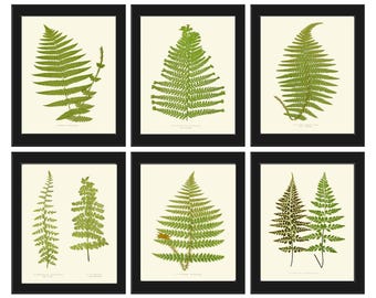 Fern Botanical Wall Art Print set of 6 Beautiful Forest Nature Vintage Antique Home Farmhouse Rustic Modern Cabin Garden Decor to Frame EJL