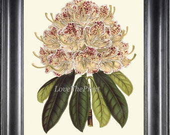 Flower Print H430 RHODODENDRON Beautiful Large Antique Art Illustration Tropical Flower Garden Nature Plant Home Wall Room Decor to Frame