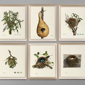 Bird Nest Eggs Print 22 Beautiful 8X10 Antique Art Room Decoration Wall Art to Frame Tree Branch Natural Science Forest Nature image 4