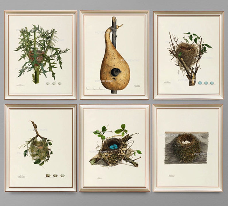 Bird Nest Eggs Print 22 Beautiful 8X10 Antique Art Room Decoration Wall Art to Frame Tree Branch Natural Science Forest Nature image 4
