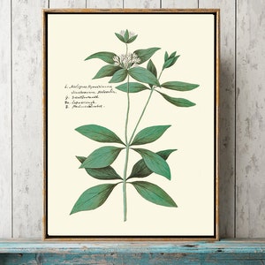 Botanical Print ABD41 Beautiful Antique Vintage Green Leaf Flower Plant Decoration Picture Floral Interior Design Home Wall Decor to Frame