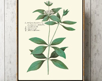 Impresión botánica ABD41 hermosa antigua vintage hoja verde flor decoración de la flor imagen de diseño interior floral decoración de la pared del hogar para enmarcar