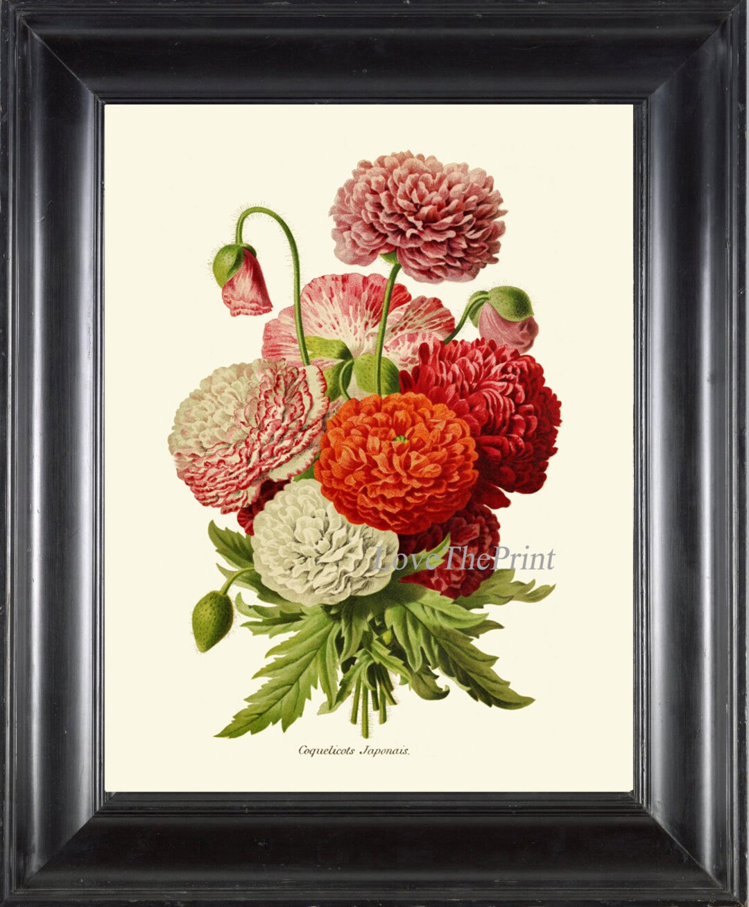 Japanese Poppies Botanical Wall Art Print IH896 Beautiful Antique White ...