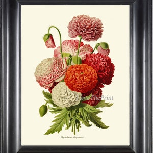 Japanese Poppies Botanical Wall Art Print IH896 Beautiful Antique White Red Pink Poppy Flowers Home Room Decor Decoration to Frame IH