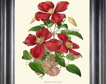 Clematis Flower Botanical Wall Art Print IH902 Beautiful Antique Pink Maroon Burgundy Tropical Plant Home Room Decor Decoration to Frame IH