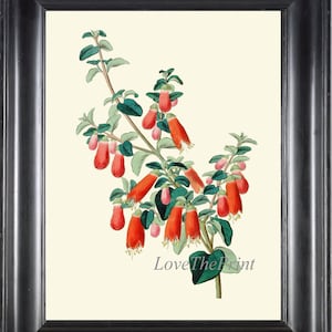 Correa Dusky Bells Botanical Print ED46 Beautiful Antique Red Wildflower Outdoor Nature Illustration Picture Watercolor Wall Art Home Decor