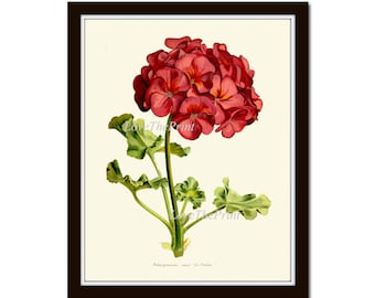 Red Geranium Botanical Print IH627 Beautiful Antique Vintage Colorful Illustration Garden Home Room Wall Art Decoration Watercolor to Frame