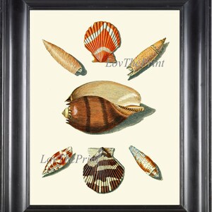 Seashell Print KN33 Wall Art Beautiful Antique Sea Ocean Shell Nautical Tropical Coastal Marine Caribbean Beach Cottage Home Decor to Frame