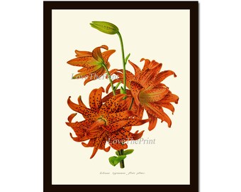 Tiger Lily Botanical Print IH950 Beautiful Antique Orange Flowers