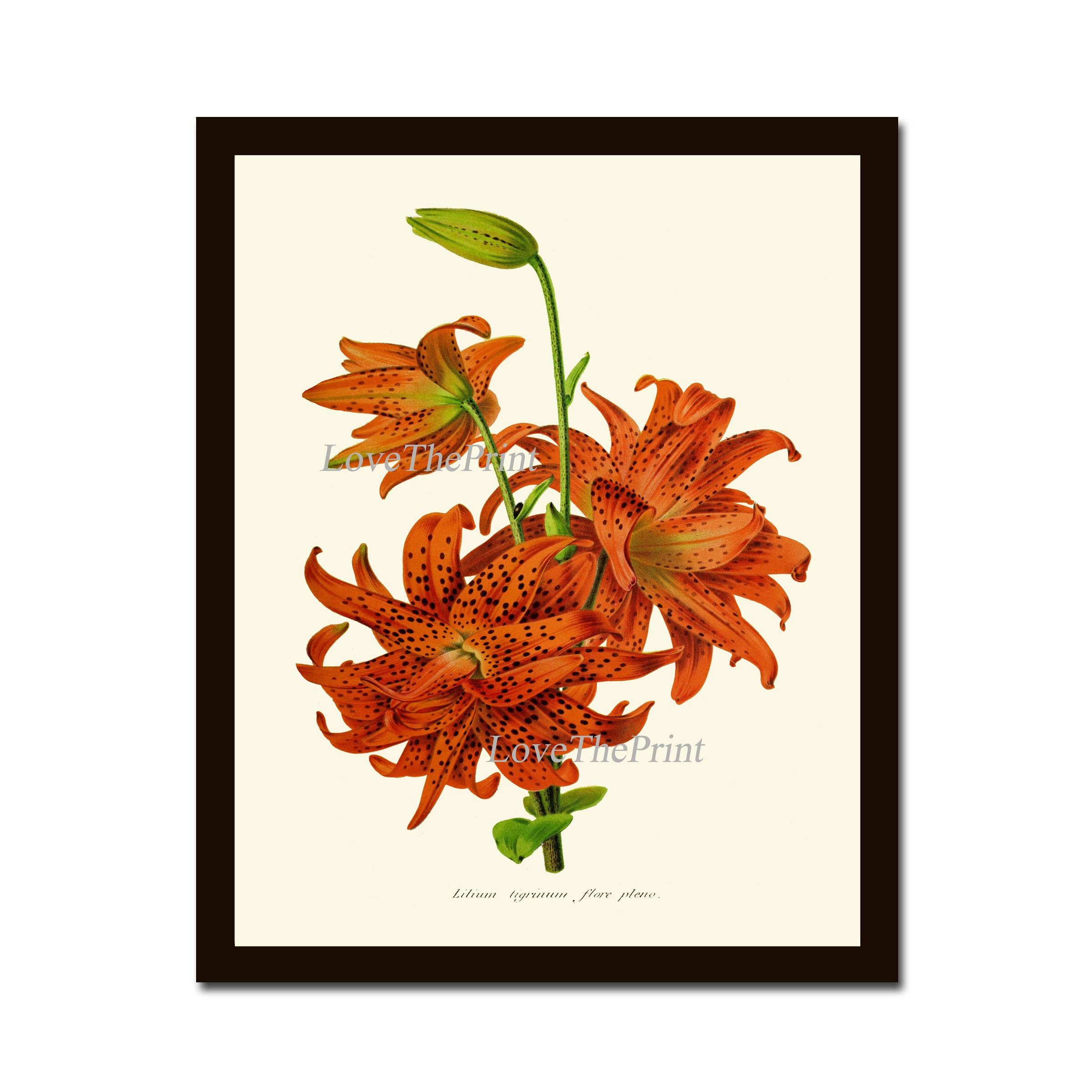 Lilium♡ tiger-lily-flower-lilium-