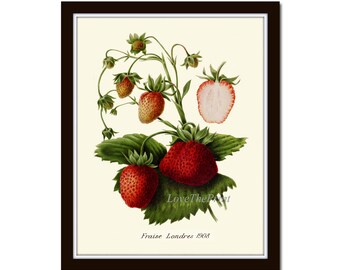 Strawberry Botanical Print IH656 Beautiful Red Berries Antique Kitchen Dining Room Farm Fresh Market Home Wall Art Decor to Frame IH