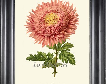 Botanical Wall Art Print IH872 Beautiful Antique Pink Peach Cream Chrysanthemum Garden Plant Flowers Illustration Home Decor to Frame IH
