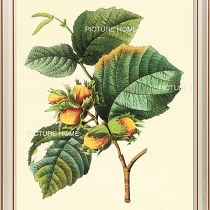 Puede incluir: Una ilustración botánica de una rama de avellano con hojas verdes y avellanas maduras. Las avellanas son de color marrón claro con un tono amarillo. Las hojas son de un verde oscuro con un patrón de venas verde claro. La rama es marrón y tiene algunos brotes pequeños.