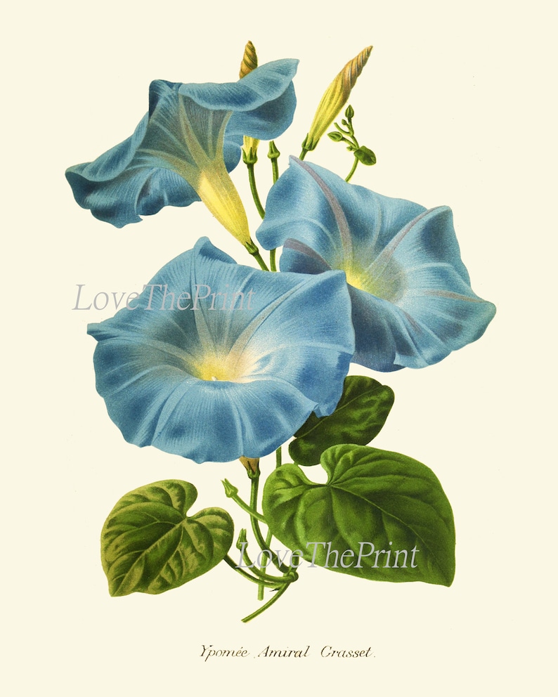 Blue Flowers Moonflower Morning Glory Botanical Print IH927 Etsy