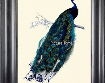 May include: A vintage illustration of a peacock with blue, green, and gold feathers. The peacock is perched on a branch with its tail feathers spread out.