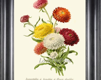 Botanical Wall Art Print IH867 Beautiful Immortelle Dwarf Everlast White Red Pink Yellow Antique Garden Flowers Home Room Decor to Frame IH