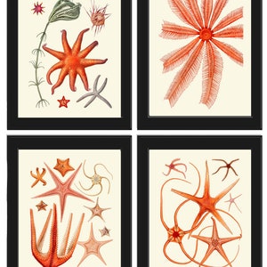 Starfish Prints Set of 4 Beautiful Antique Red Sea Stars Seastar Illustration Tropical Ocean Beach Nature Coastal Home Decor to Frame SC