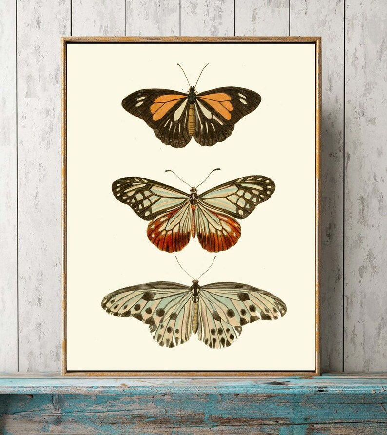 Vintage Butterfly Wall Art Prints Set of 6 DSFN Beautiful Antique ...