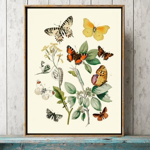 Butterfly Print Wall Art EBM5 Beautiful Antique Moth Butterflies Colorful Botanical Wildflowers Flowers Cottage Interior Home Decor to Frame