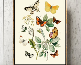 Butterfly Print Wall Art EBM5 Beautiful Antique Moth Butterflies Colorful Botanical Wildflowers Flowers Cottage Interior Home Decor to Frame