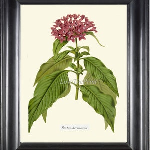 Botanical Wall Art Print IH960 Beautiful Antique Egyptian Star Pink Maroon Purple Tropical Plant Chart Home Room Decor Picture to Frame IH