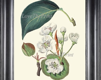 Botanical Print Wall Art ED50 Beautiful Antique Chinese Pear Tree White Flowers Blooming Fruit Garden Nature Vintage Home Decor to Frame