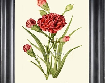 Red Carnation Botanical Print Wall Art Floral Home Decor IH852 Beautiful Antique Vintage Dining Room Bedroom Hallway Office to Frame