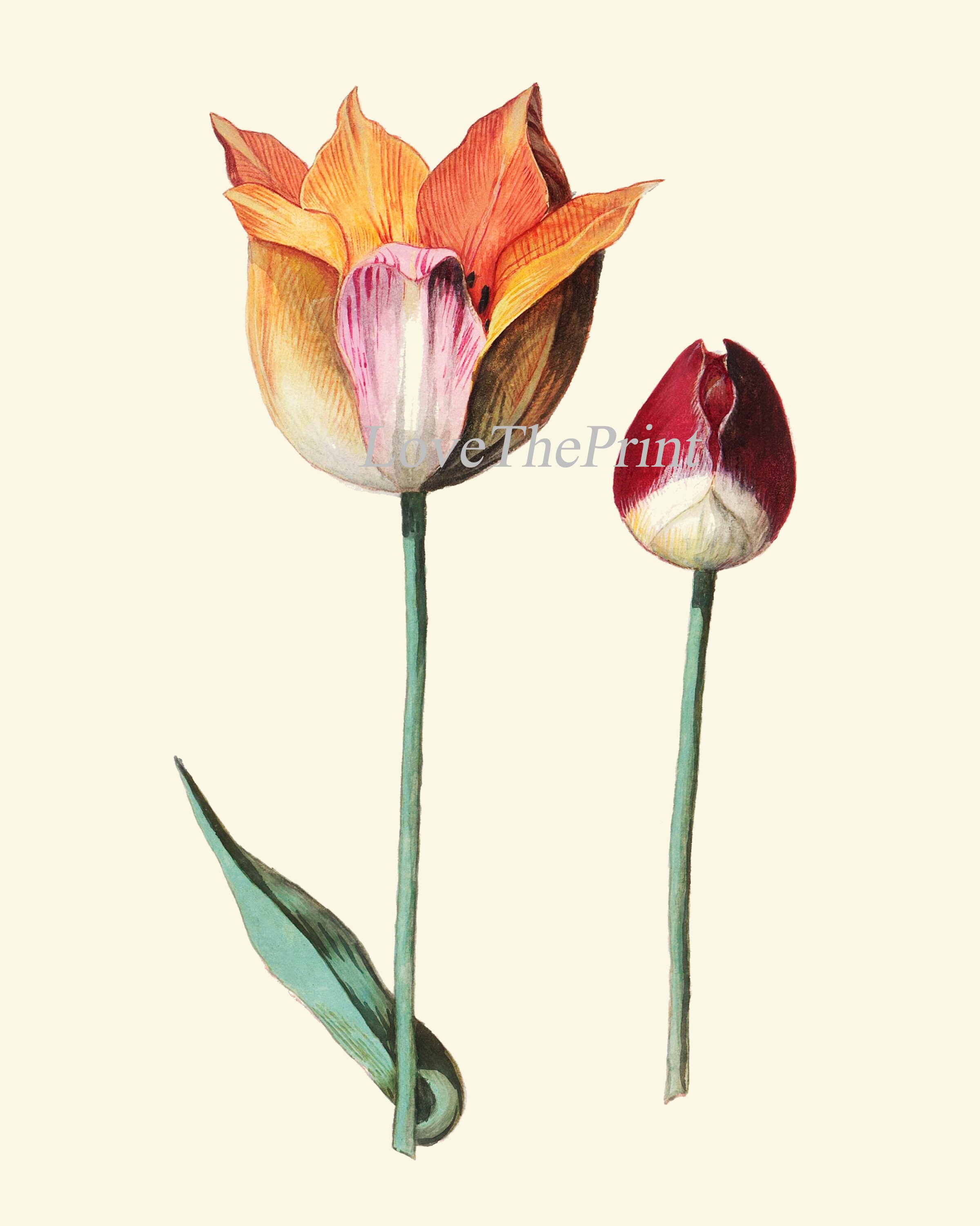 Tulip Botanical Prints Set of 4 Beautiful Antique Pink White | Etsy
