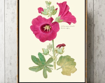 Pink Hollyhock Flower Botanical Wall Art Print ABD48 Beautiful Antique Malva Rosea Flowers Plant Poster Picture Home Room Decor to Frame