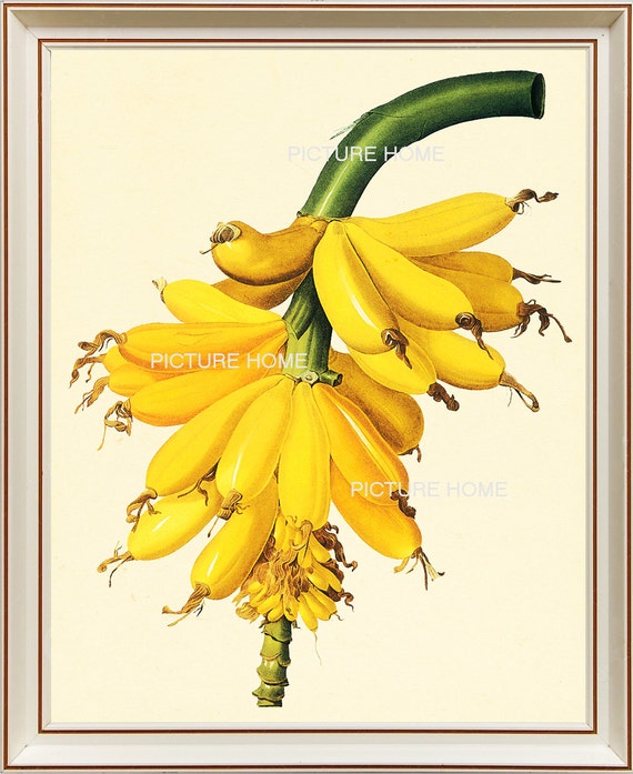 Banana Fruit Botanical Print 12 Beautiful 8X10 Antique Redoute Art