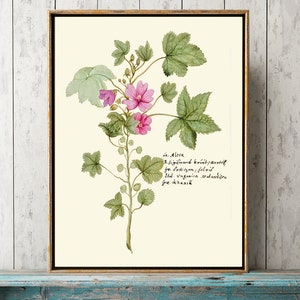 Pink Alcea Hollyhock Mallow Botanical Wall Art Print ABD38 Beautiful Antique Vintage Wildflower Country Cottage Home Room Decor to Frame