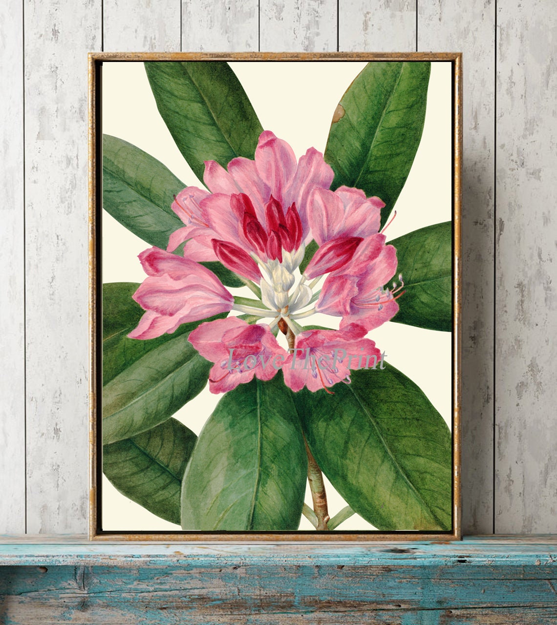 rhododendron bloombux kugel Rhododendron Bloombux Pink Ball 5 Litre Pot  Grasslands Nursery