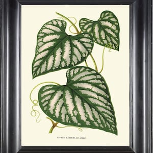 Veld grape, Devil&#39;s Backbone, Adamant Creeper Botanical Art Print H531 Beautiful Antique White Green Tropical Nature Leaf Plant Wall Decor