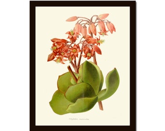 Suculento Botanical Pared Art Print IH754 Hermoso verde rojo rojo cotyledon hogar dormitorio salón comedor escalera decoración a marco IH