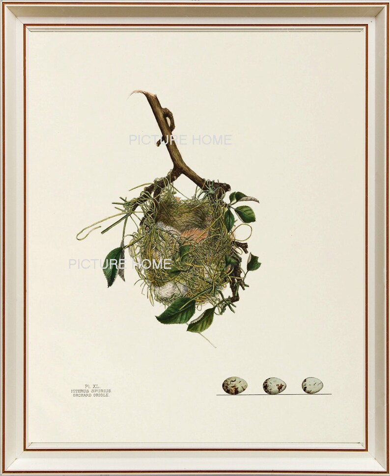 Vintage Bird Nest Eggs Print 41 Green Tree Forest Country Garden Nature Cottage Farmhouse Interior Design Home Decor Decoration to Frame image 1