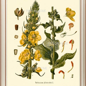 Botanische Rand-Wand-Kunst 4 KOHLER schöne antike große gelbe Blume Wildblume Pflanze Raum Dekoration blühenden blühenden Garten Natur