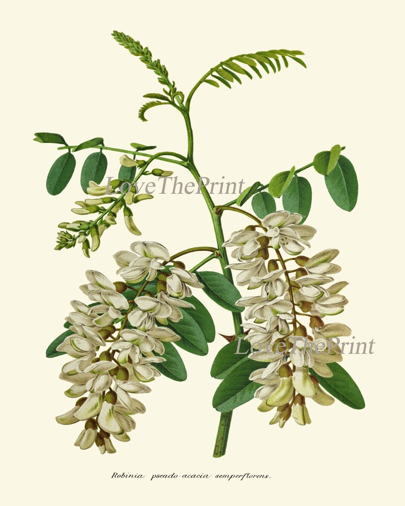 White Flowers Acacia Botanical Print IH943 Beautiful Antique - Etsy