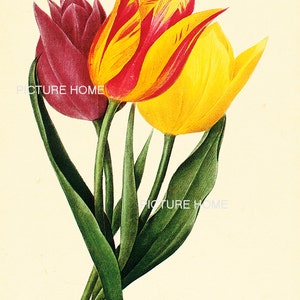 Tulip Botanical Print 180 Beautiful 8X10 Antique Redoute Art - Etsy