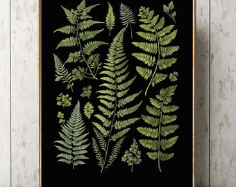 Impresión de arte de pared de helecho, gráfico de decoración para el hogar, hermoso botánico verde sobre fondo negro, bosque, naturaleza, AID15, regalo de jardín, interior floral para enmarcar